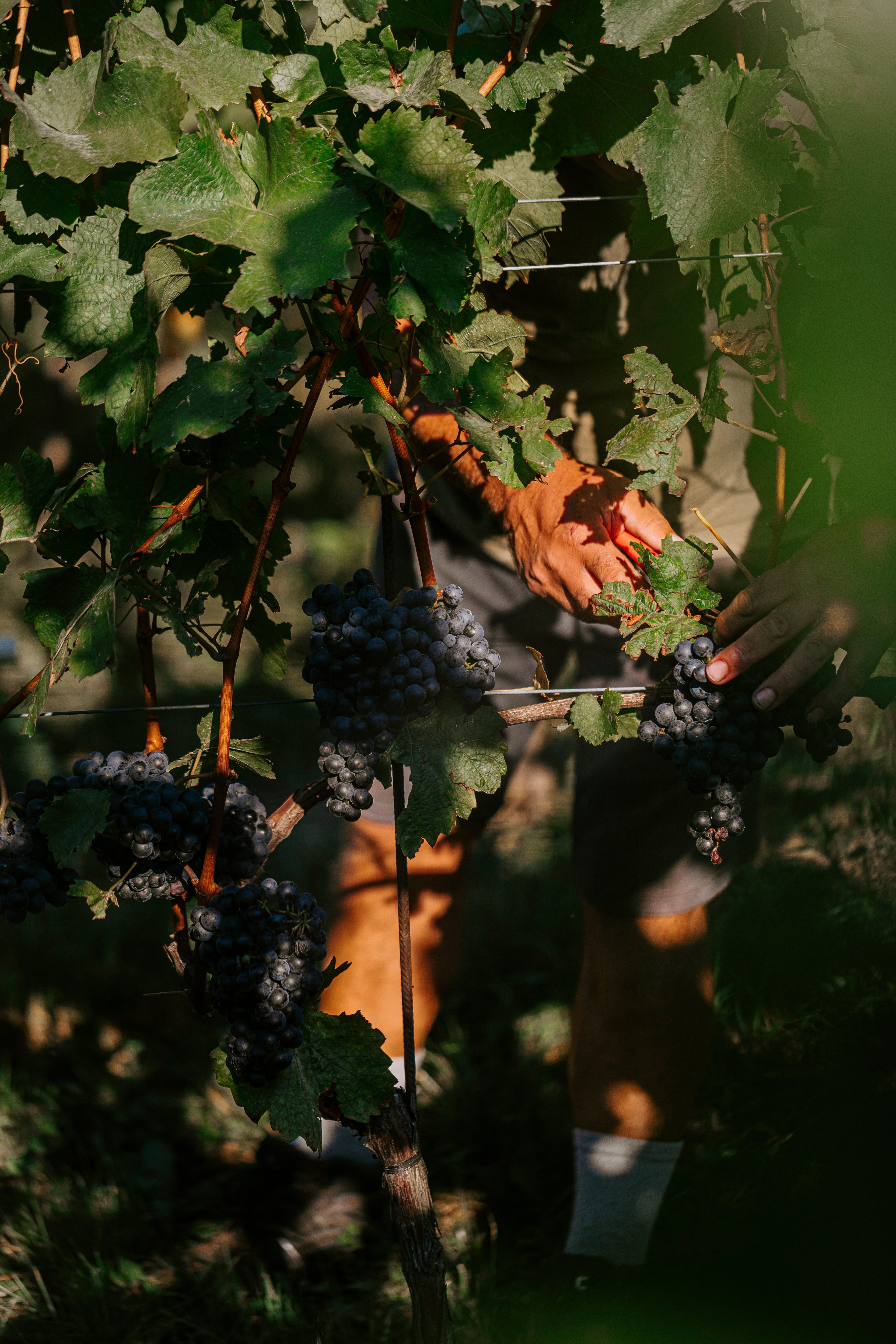 A person carefully picks grapes in a sunlit vineyard, surrounded by lush green leaves and ripe, purple grape clusters, conveying a serene harvest scene.