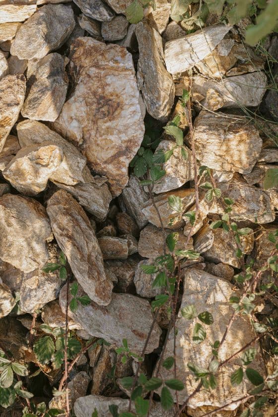 A pile of irregularly shaped, tan and brown rocks is scattered amidst green, leafy vines, evoking a natural and rustic outdoor setting.