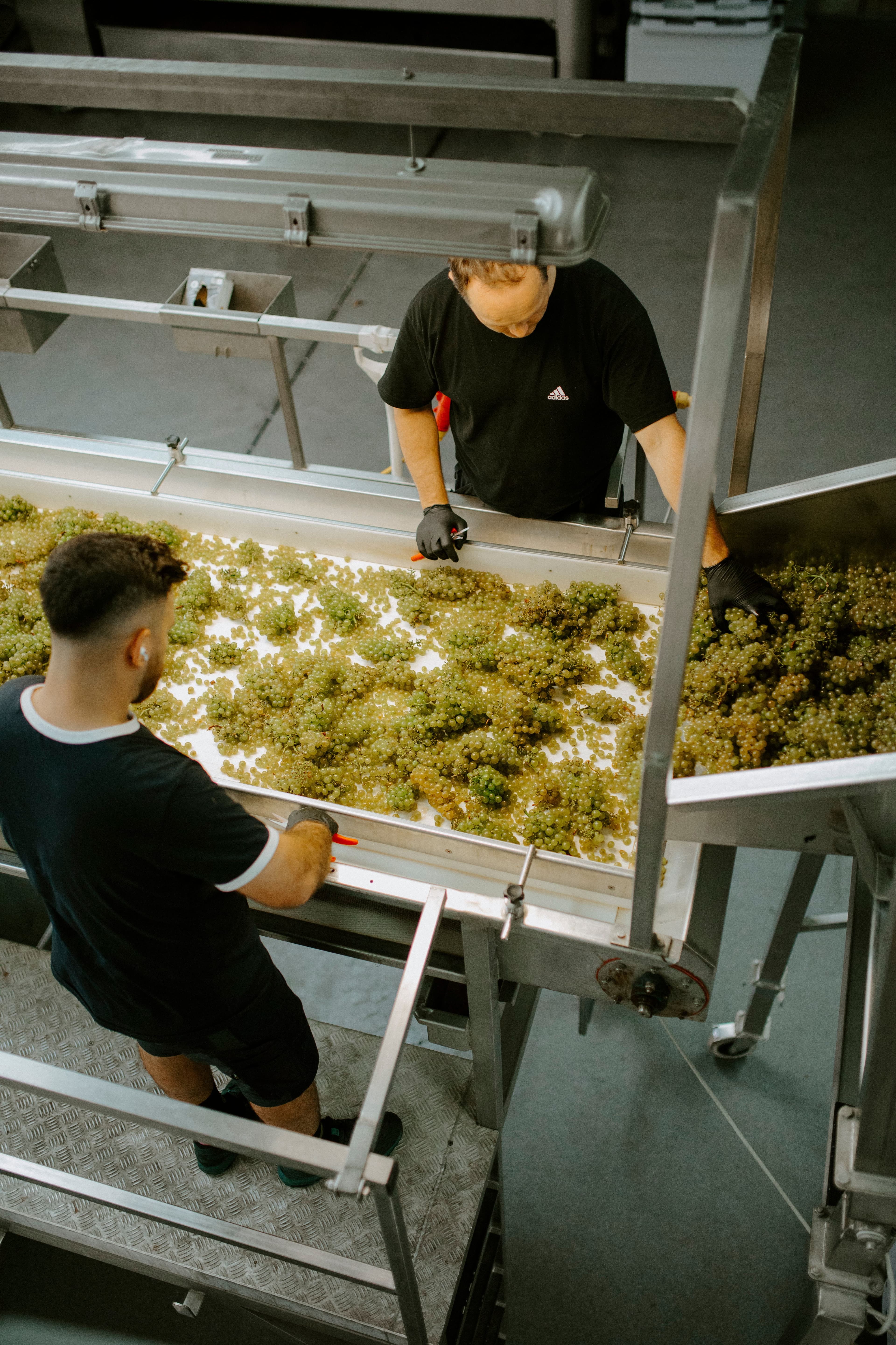 Two workers sorting green grapes on a conveyor belt in a winery. The scene conveys focus and teamwork in an industrial setting.