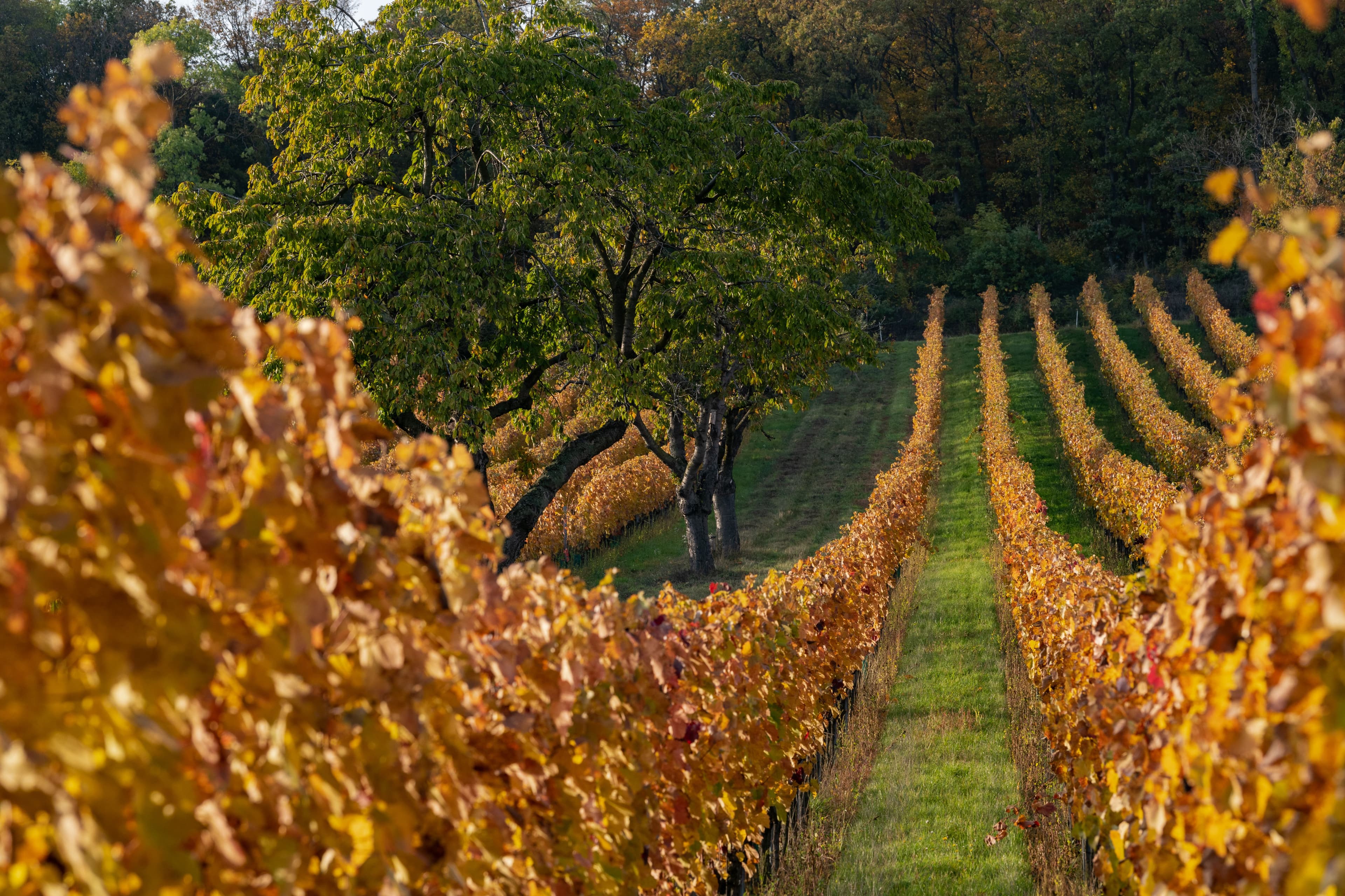 A vineyard landscape with rows of lush grapevines stretching into the distance under a clear blue sky. Framed by leafy trees, evoking a serene, autumnal scene.