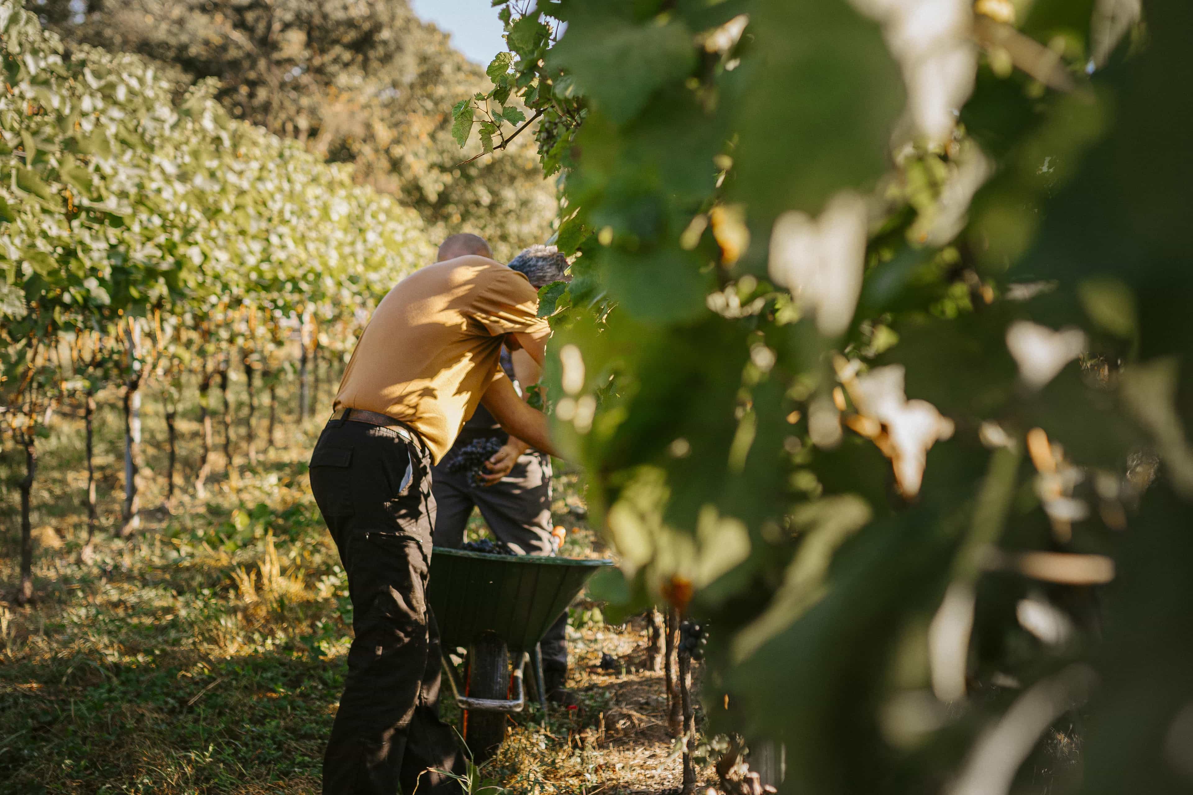 Two people harvest grapes in a sunlit vineyard, surrounded by lush green vines. The scene is peaceful, conveying focus and collaboration.