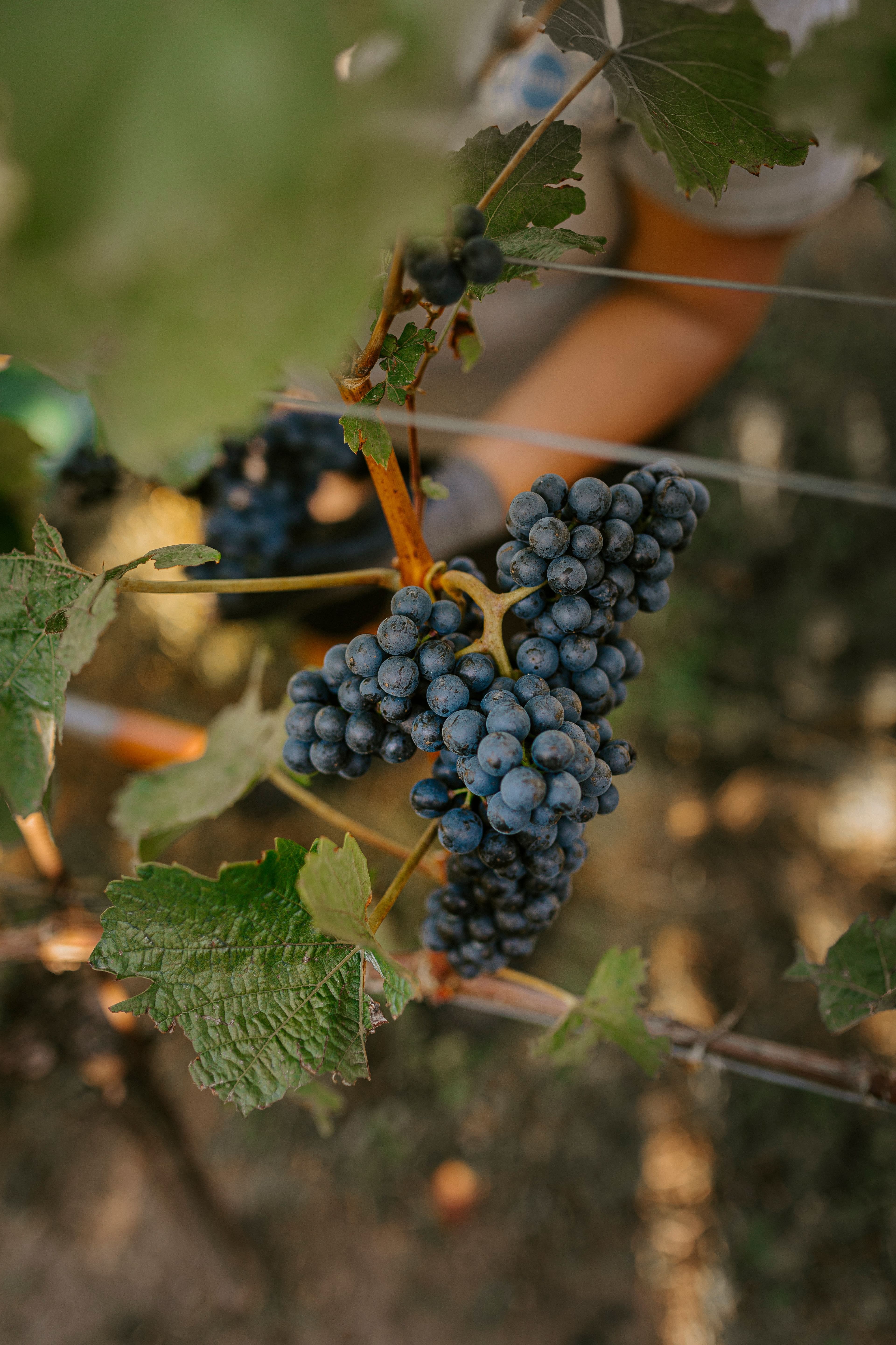 Clusters of ripe purple grapes hang from lush green vines in a vineyard, basking in sunlight. The scene conveys a sense of abundance and serenity.