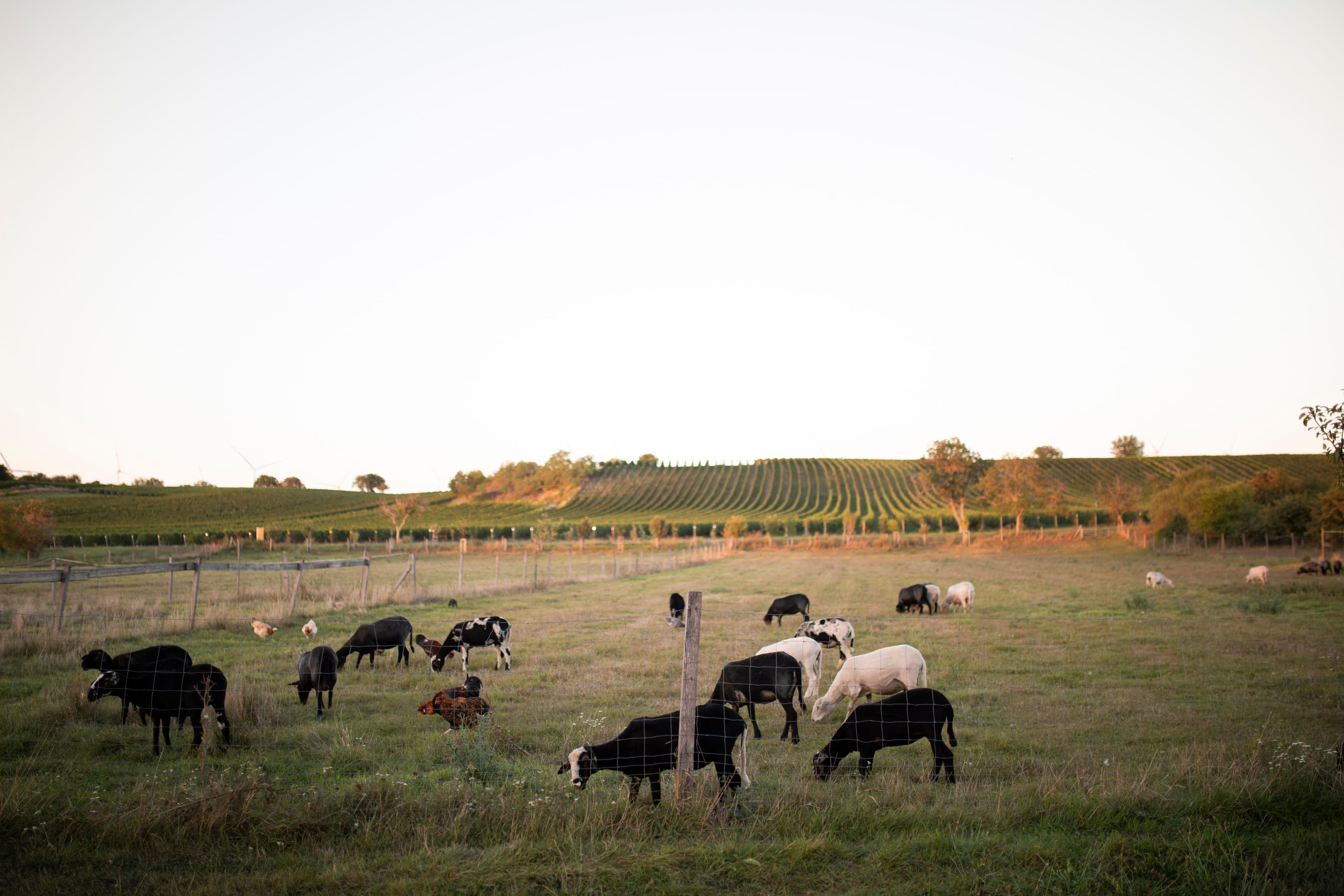 A peaceful pastoral scene with black and white sheep grazing in a green field. A vineyard and trees line the horizon under a clear sky.