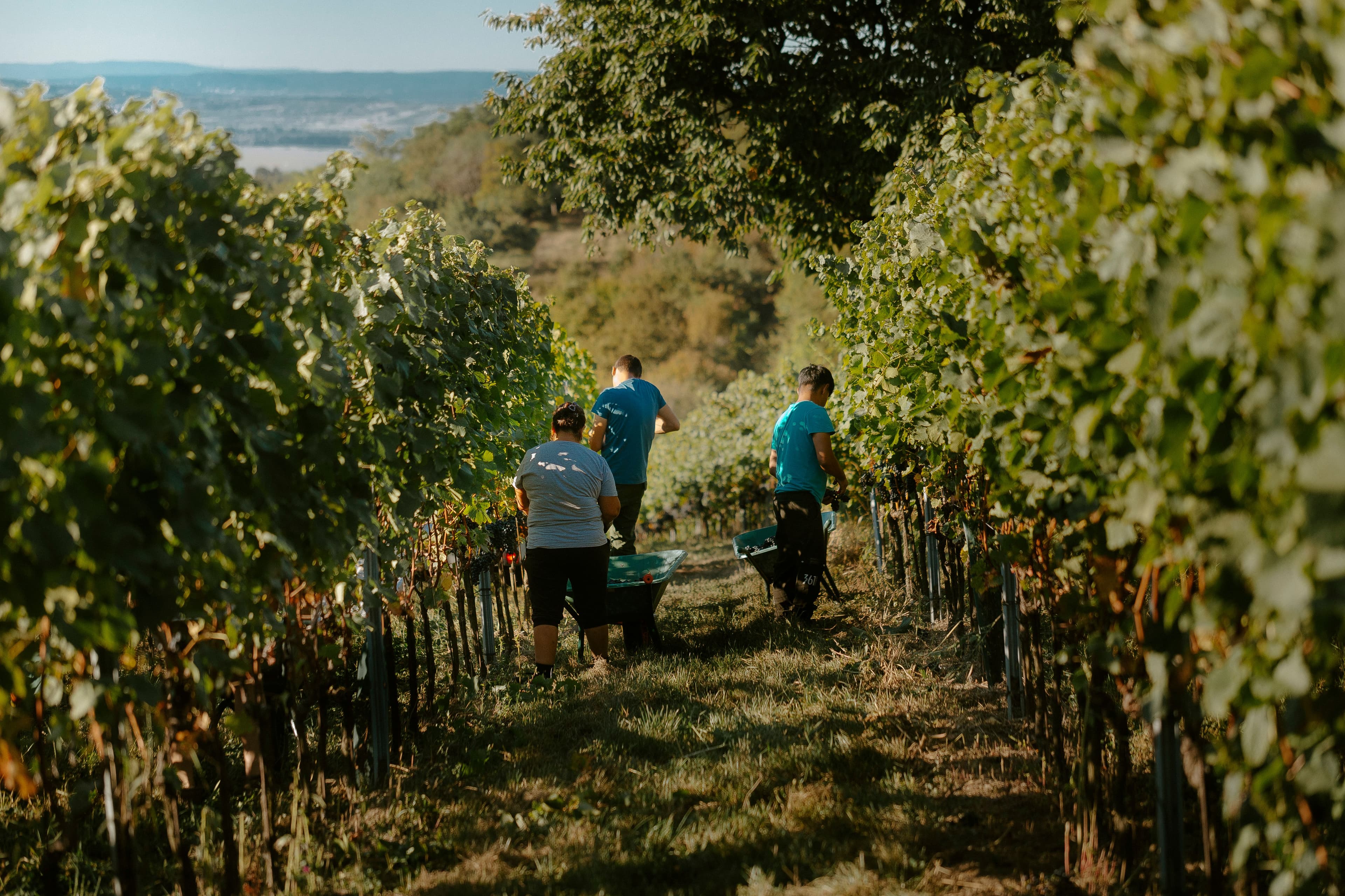 Three people work in a lush green vineyard under a sunny sky, carrying baskets between rows of grapevines. The scene conveys a sense of teamwork and harvest.