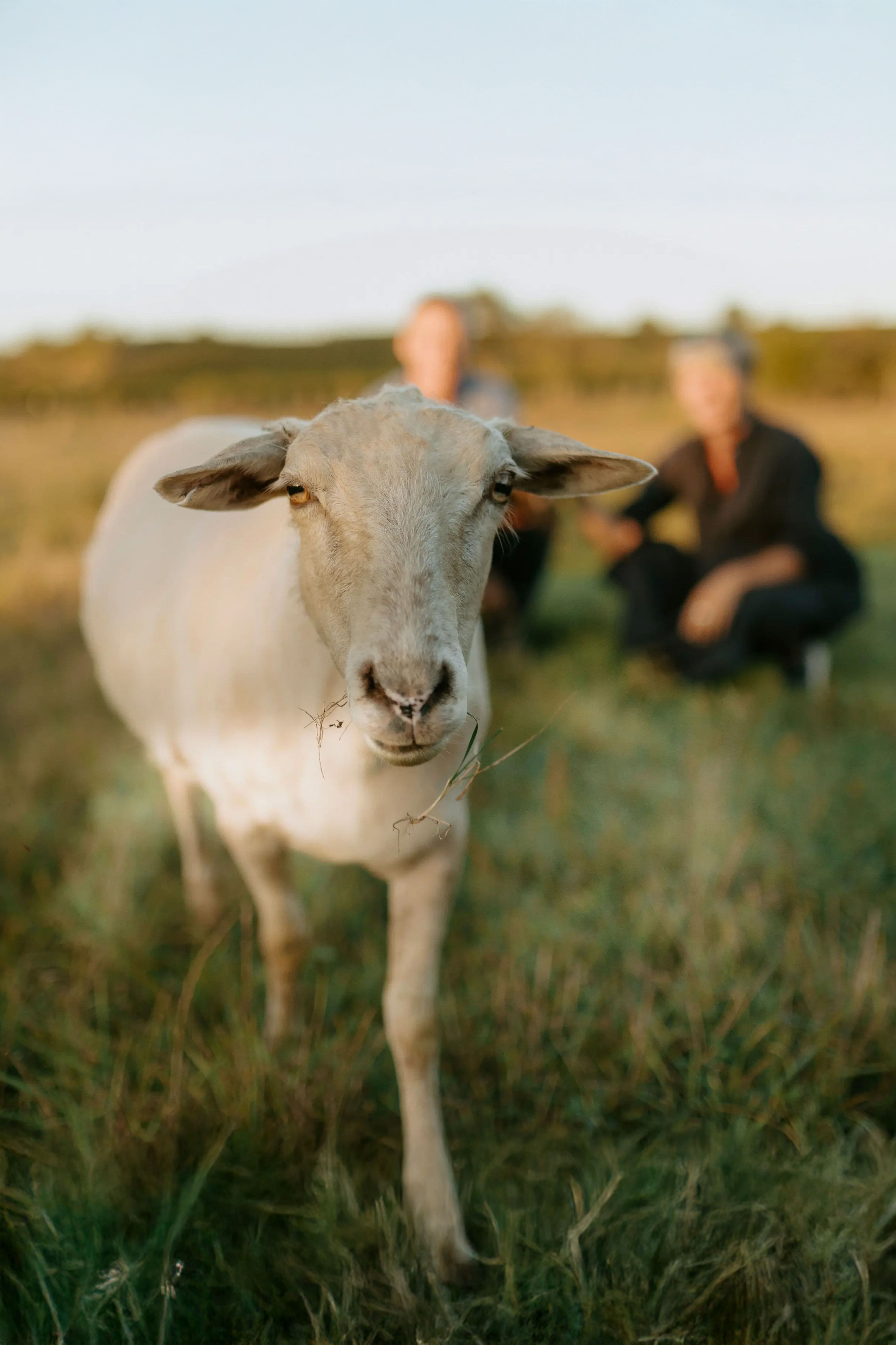 Sheep in a field, facing the camera with a piece of grass in its mouth. Two people sit blurred in the background; the mood is peaceful and pastoral.