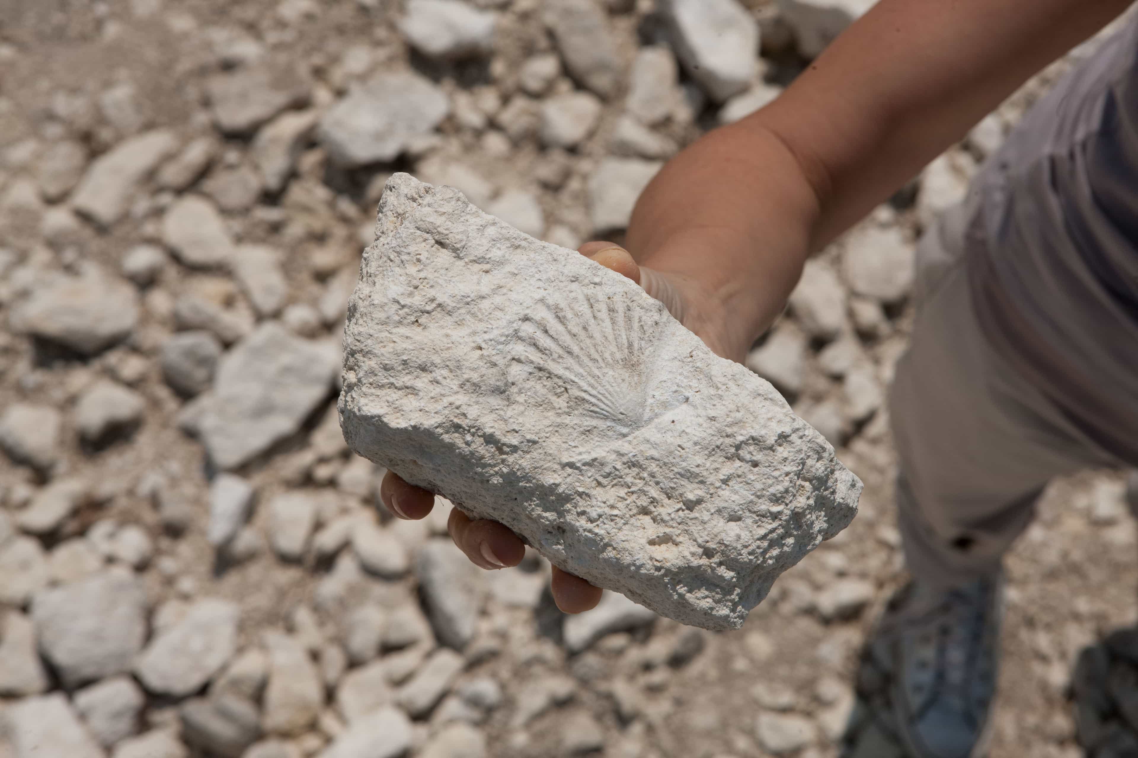 A person holds a pale rock with a visible fossil imprint of a shell. The background is a rough, rocky terrain, suggesting a natural, outdoor setting.